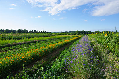 jardin fleuri